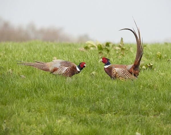 Common Pheasant (Phasianus colchicus) two adult males, fighting, Whitewell, Lancashire, England, april