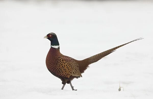Common Pheasant (Phasianus colchicus) adult male, walking on snow, Yorkshire, England