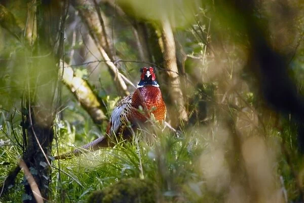 Common Pheasant (Phasianus colchicus) adult male, standing amongst vegetation in woodland, Woods Mill Nature Reserve
