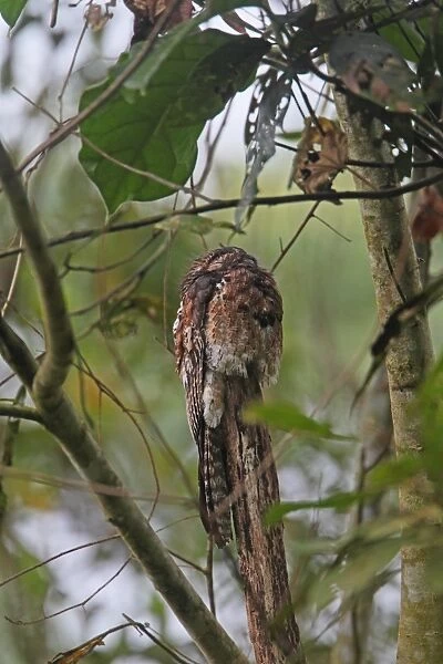 Common Potoo (Nyctibius griseus) adult, perched on branch at daytime roost in treetop, Costa Rica, february