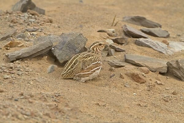 Common Quail (Coturnix coturnix) adult, on migration in desert, Morocco, March