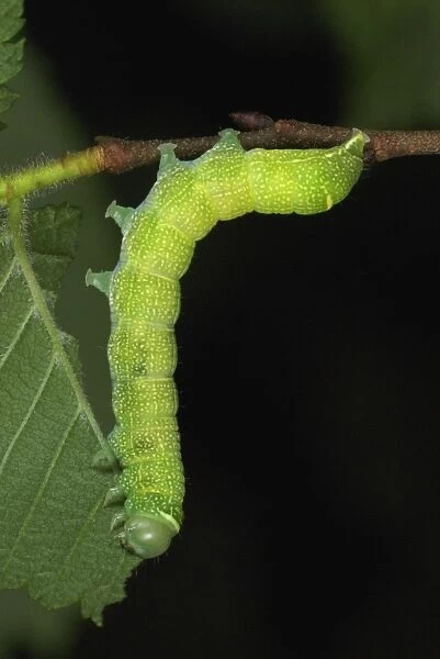 Common Quaker (Orthosia cerasi) caterpillar, feeding on elm leaves in ancient woodland, Gelli Hir Wood