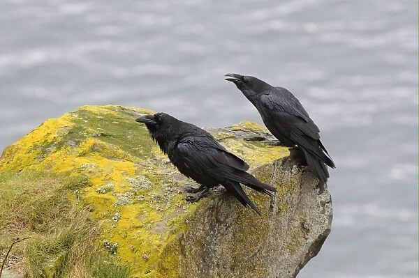 Common Raven (Corvus corax) adult pair, calling, perched on coastal rock, Varanger, Norway, may