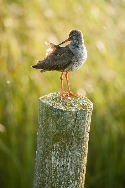 Common Redshank (Tringa totanus) adult, breeding plumage, preening, standing on post, Elmley Marshes N. N. R
