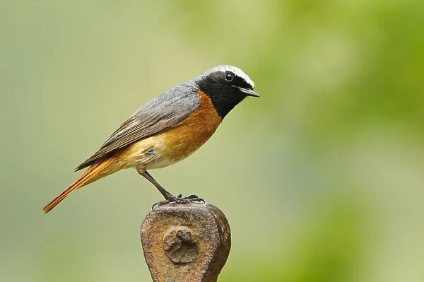 Common Redstart (Phoenicurus phoenicurus) adult male, perched on rusting farm equipment, Gilfach Farm Nature Reserve