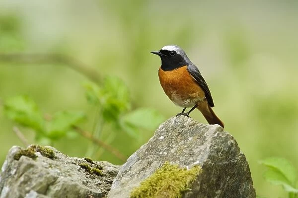 Common Redstart (Phoenicurus phoenicurus) adult male, perched on drystone wall, Gilfach Farm Nature Reserve