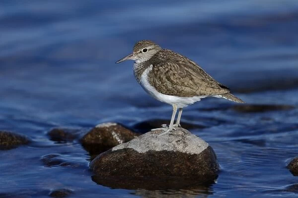 Common Sandpiper (Actitis hypoleucos) adult, breeding plumage, standing on rock in water, Highlands, Scotland, May