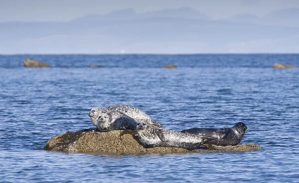 Common Seal (Phoca vitulina) four adults, basking on rocks, Firth of Clyde, Ballantrae, Ayrshire, Scotland, October