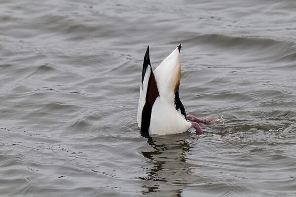Common Shelduck (Tadorna tadorna) adult, upending and feeding with head submerged under water, Hauxley Nature Reserve