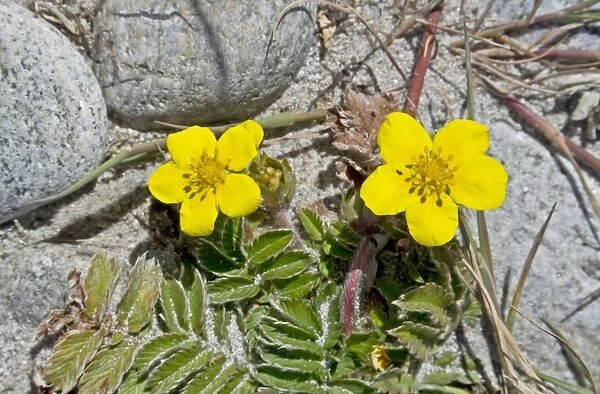 Common Silverweed (Potentilla anserina) close-up of flowers, growing on pebble beach, North Uist, Outer Hebrides