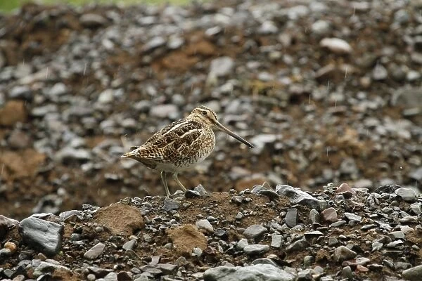 Common Snipe (Gallinago gallinago) adult, standing amongst stones during rain shower, Central Iceland, June