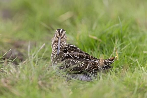 Common Snipe (Gallinago gallinago) adult, standing on grass, Suffolk, England, September