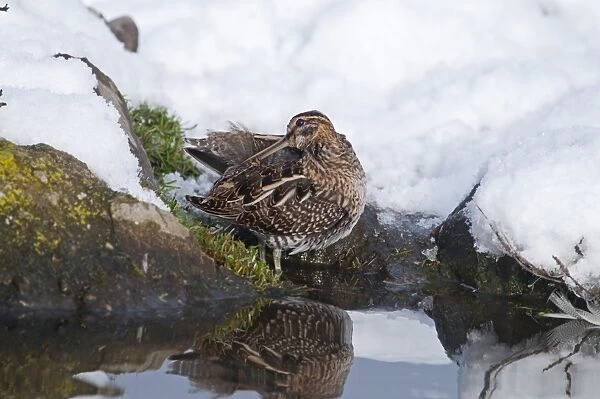 Common Snipe (Gallinago gallinago) adult, preening, standing on snow covered bank of pond, Salthouse, Norfolk, England, december