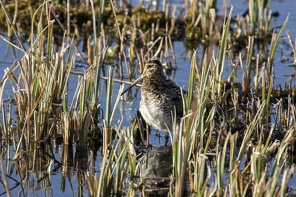 Common Snipe, winter in cut reed, Minsmere Suffolk