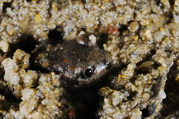 Common Spadefoot (Pelobates fuscus) adult, emerging from sandy soil, Italy, july