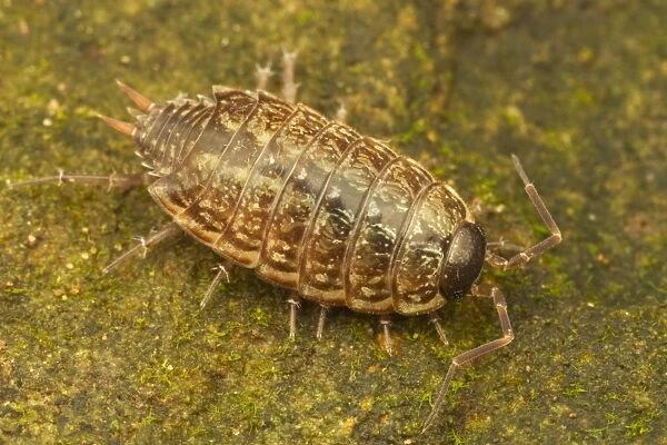Common Striped Woodlouse (Philoscia muscorum) adult, resting on stone, Leicestershire, England, October