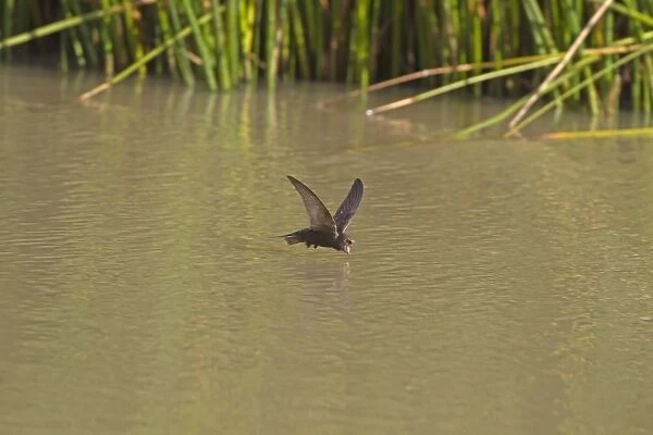 Common Swift (Apus apus) adult, drinking in flight, Northern Spain, july