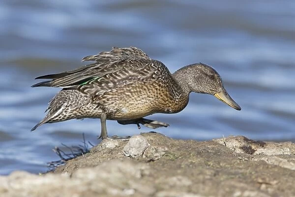 Common Teal (Anas crecca) adult female, walking on island at edge of water, Suffolk, England, August
