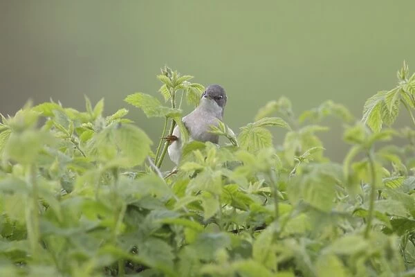 Common Whitethroat (Sylvia communis) adult, foraging in bramble, West Yorkshire, England, May