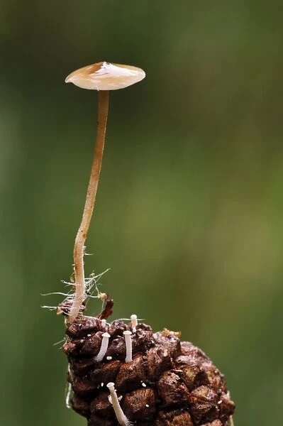 Conifercone Cap (Baeospora myosura) fruiting body, growing from tip of pine cone with hyphae around base of stipe