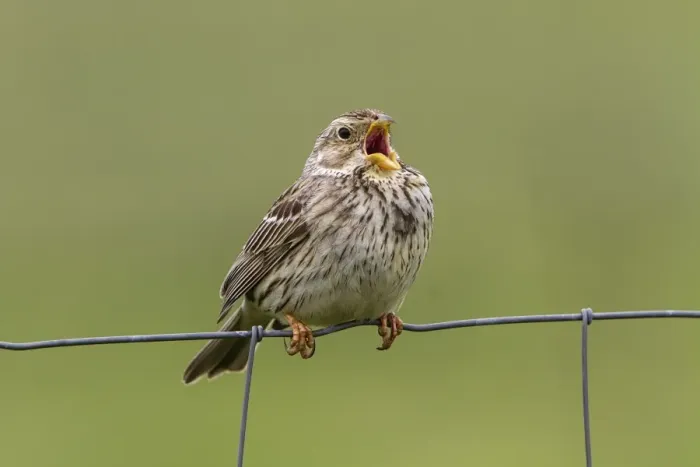 Framed Print : Corn Bunting Print - Singing on Wire Fence, Extremadura Spain Framed Print : Corn Bunting Print - Singing on Wire Fence, Extremadura Spain