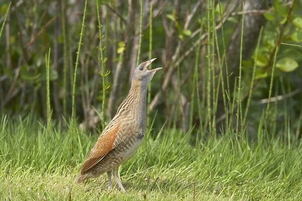 Corncrake (Crex crex) adult, calling, standing on open ground, South Uist, Outer Hebrides, Scotland