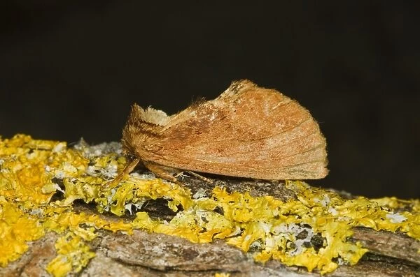 Coxcomb Prominent (Ptilodon capucina) adult, resting on lichen, Norfolk, England, july