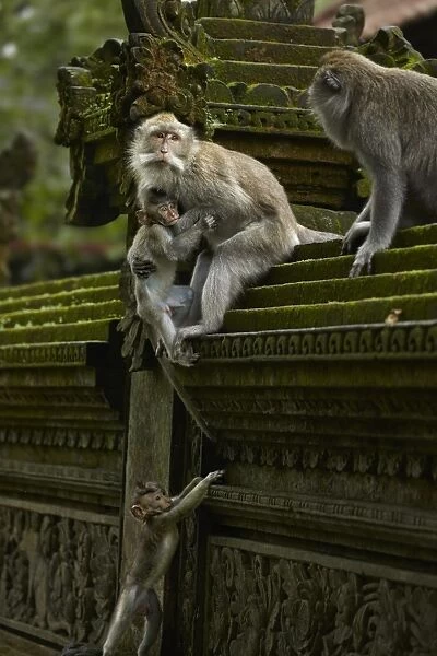 Crab-eating Macaque (Macaca fascicularis) adult females, helping young to climb wall, Sacred Monkey Forest Sanctuary