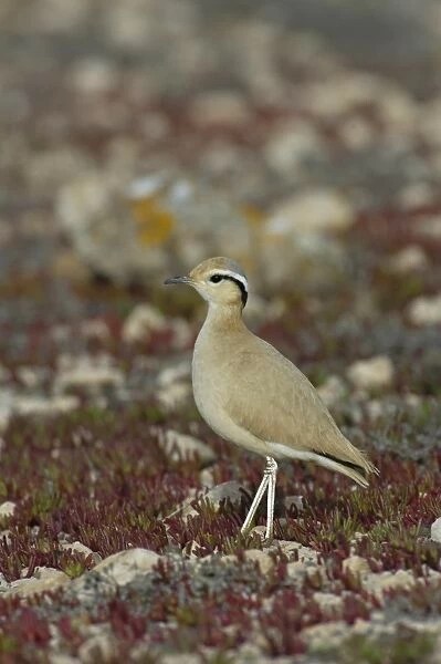 Cream-coloured Courser (Cursorius cursor bannermani) adult, standing on stony ground, Fuerteventura, Canary Islands, march