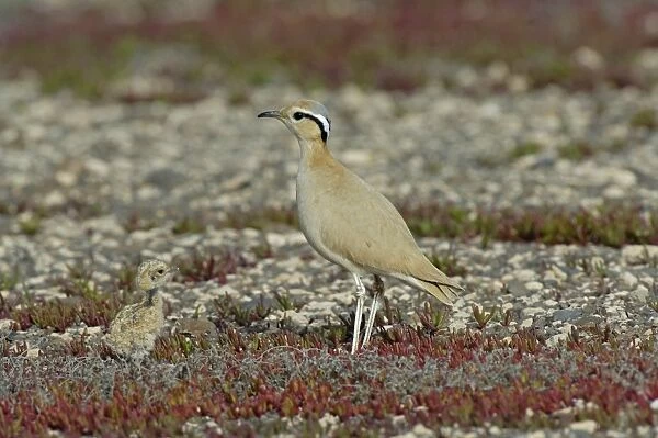Cream-coloured Courser (Cursorius cursor bannermani) adult with chick, standing on stony ground, Fuerteventura, Canary Islands, march