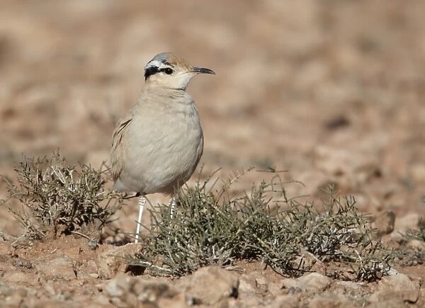 Cream-coloured Courser (Cursorius cursor) adult, standing in desert, Boulmane Dades, Morocco, february