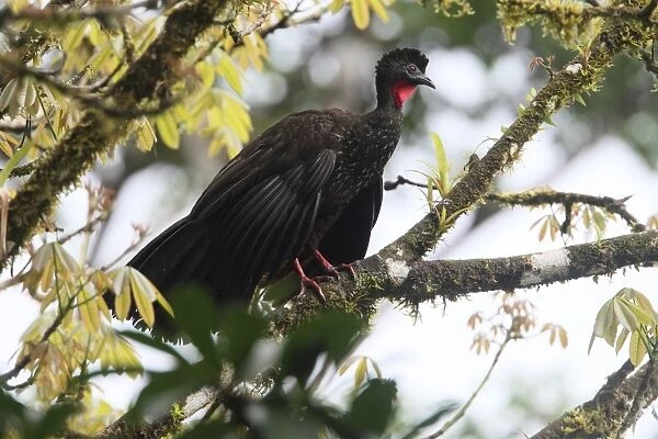 Crested Guan (Penelope purpurascens) adult, perched on branch high in tree, Costa Rica, february