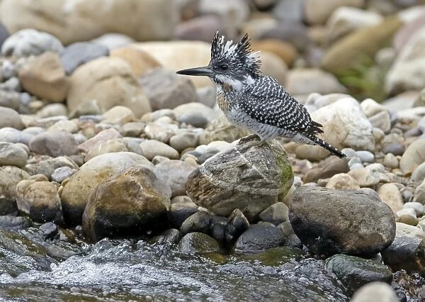 Crested Kingfisher (Megaceryle lugubris) adult, perched on rock beside stream, Northern India, january