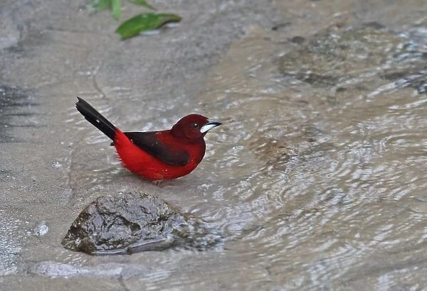 Crimson-backed Tanager (Ramphocelus dimidiatus dimidiatus) adult male, bathing in river, Canopy Lodge, El Valle