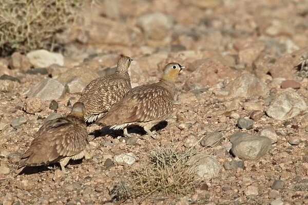 Crowned Sandgrouse (Pterocles coronatus) adult males and female, walking on stony ground in desert, near Erg Chebbi