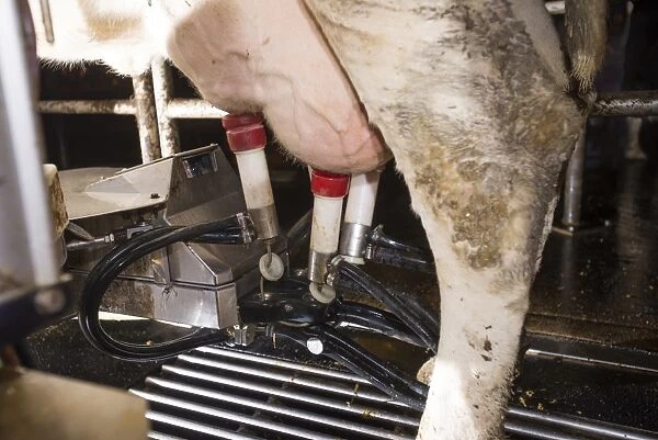 Dairy farming, dairy cow being milked in Lely Astronaut robotic milking machine, Lancashire, England, November