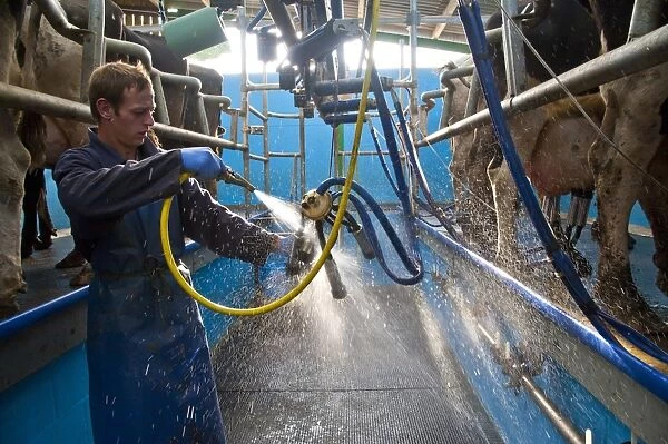 Dairy farming, dairyman washing cluster unit in milking parlour with Holstein cows, Preston, Lancashire, England