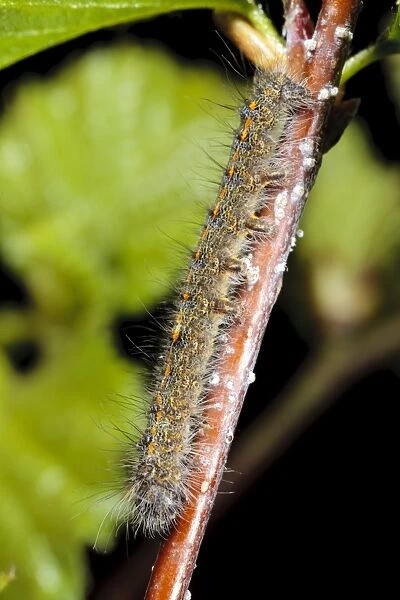 December Moth (Poecilocampa populi) second instar larva, resting on birch twig, Powys, Wales, April
