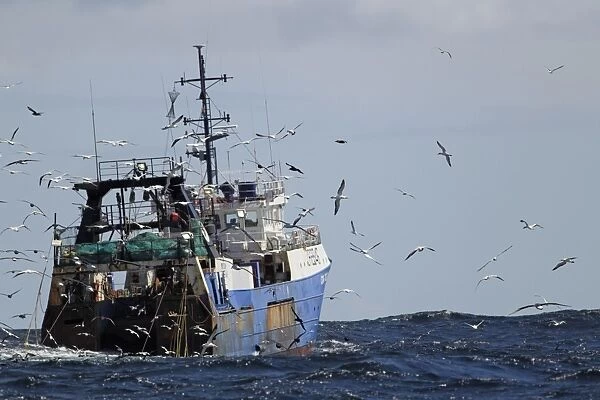 Deep-sea trawler being followed by seabirds at sea, including albatrosses, cape gannets and petrels, off Cape Town