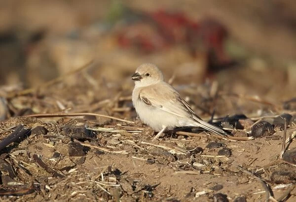 Desert Sparrow (Passer simplex) adult female, feeding on ground, Erg Chebbi, Morocco, february