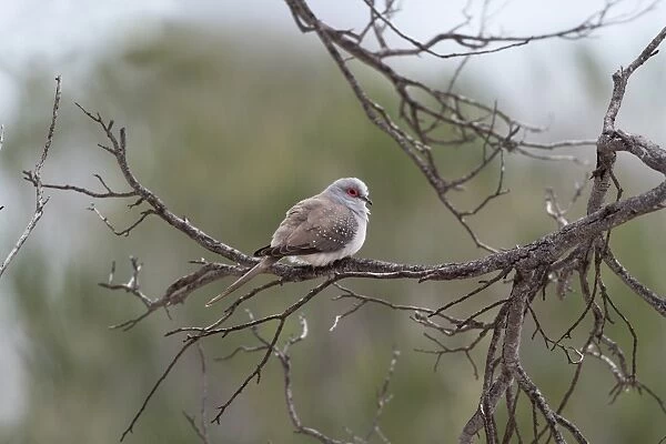 Diamond Dove (Geopelia cuneata) adult, perched on branch, Western Australia, Australia
