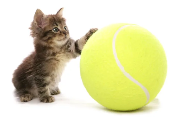 Cat sales tennis ball