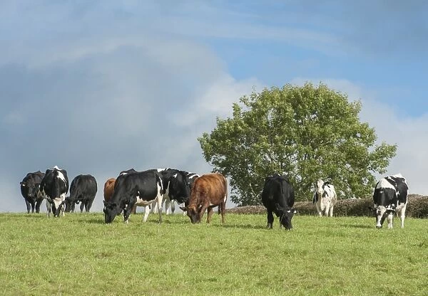 Domestic Cattle, dairy heifers, herd grazing in pasture, Whitewell, Lancashire, England, October