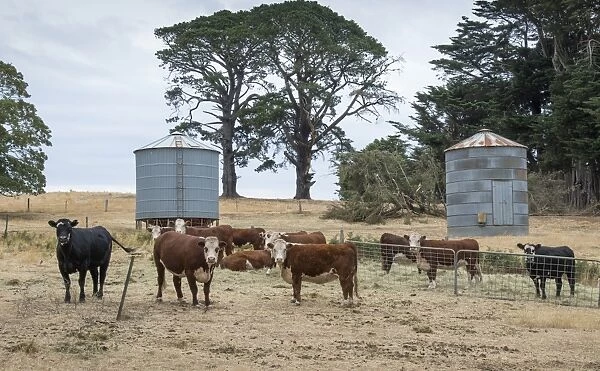 Domestic Cattle, Hereford beef herd, standing in dry pasture with hay feed and silos, Daylesford, Victoria, Australia
