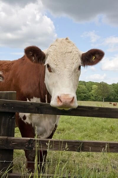 Domestic Cattle, Hereford cow, standing beside fence in pasture, Dunsfold Rhys, High Street Green, Chiddingfold