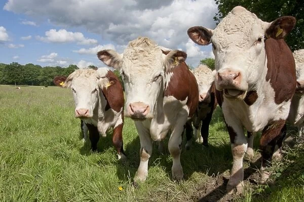 Domestic Cattle, Hereford cows, herd standing in pasture, Dunsfold Rhys, High Street Green, Chiddingfold, Surrey