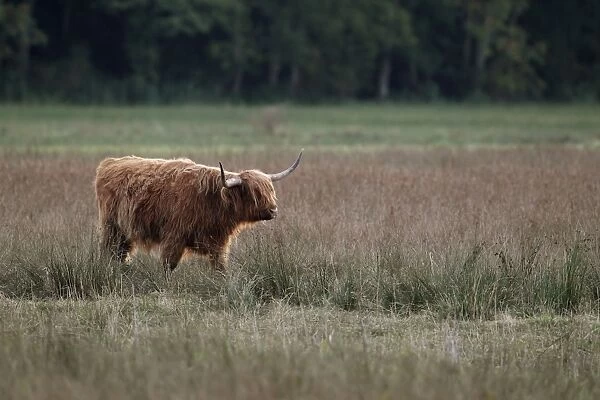 Domestic Cattle, Highland cow, used for conservation grazing management on wetland reserve