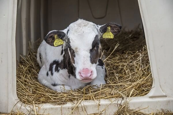 Domestic Cattle, Holstein, calf, resting on straw bedding in calf hutch, Preston, Lancashire, England, March