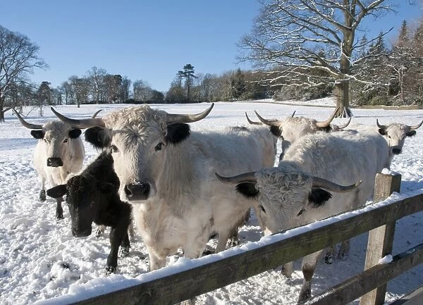 Domestic Cattle, White Park herd, standing in snow covered parkland, Leagram, Chipping, Lancashire, England, december