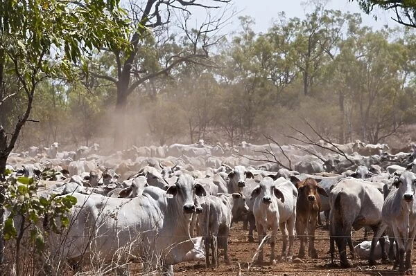 Domestic Cattle, Zebu (Bos indicus) cows and calves, herd standing in dry woodland during drought, Queensland